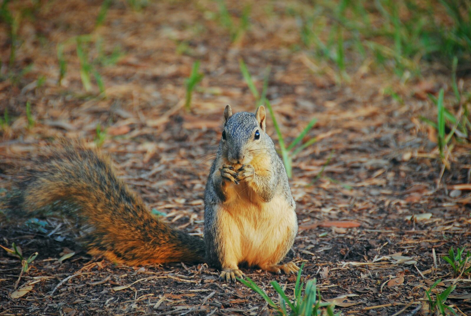 Nikon D40X sample photo. Squirrel, animal, furry photography