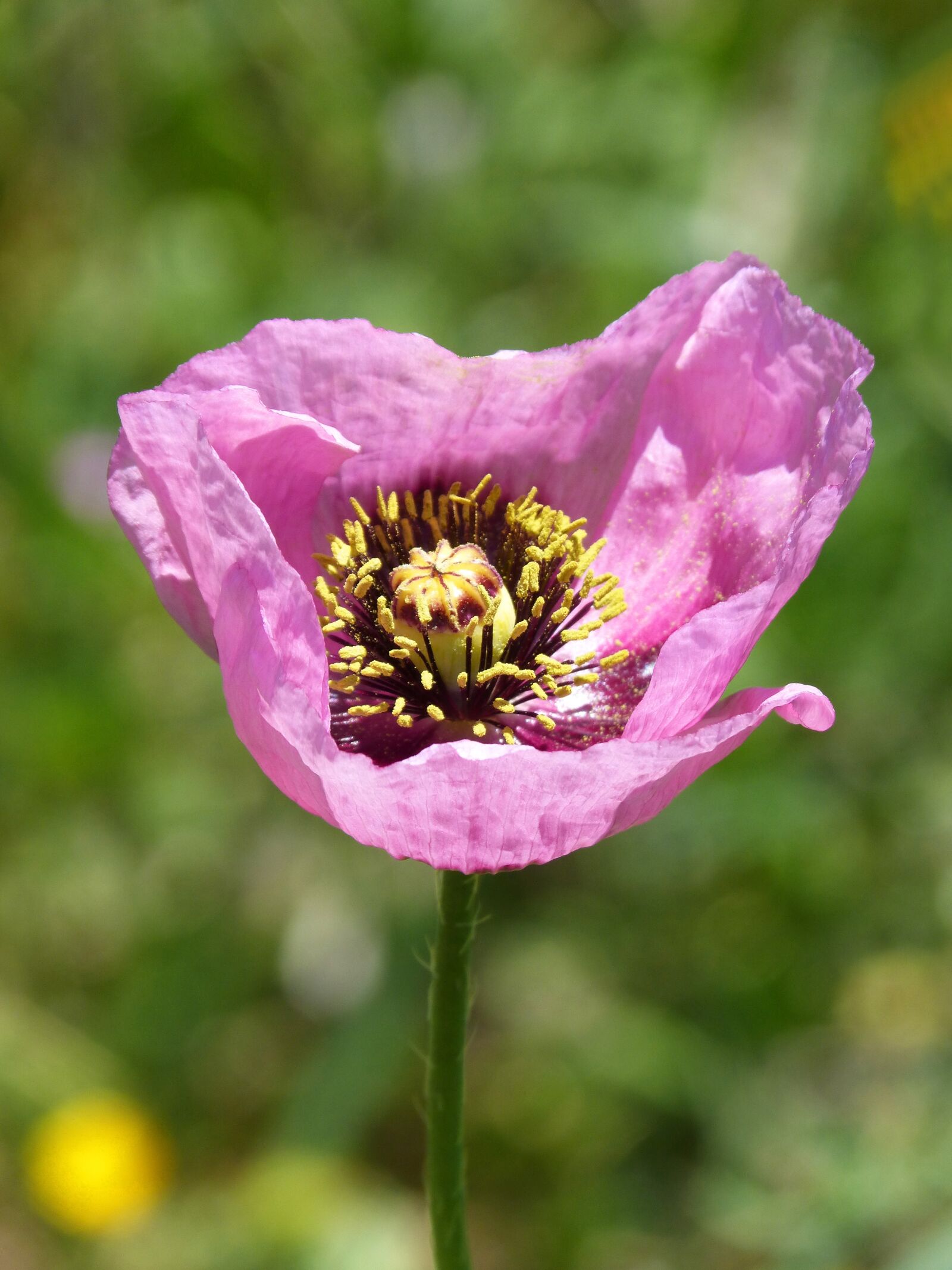 Panasonic DMC-FZ62 sample photo. Papaver somniferum, gravel, poppy photography
