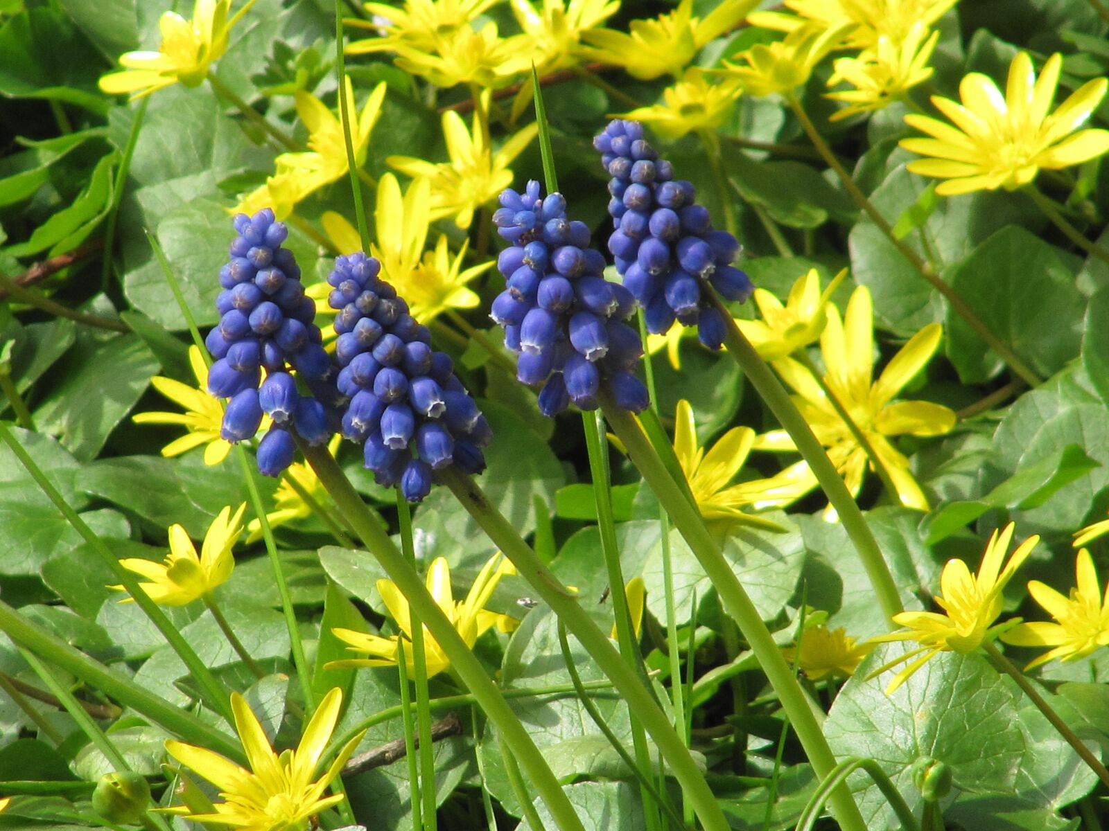 Canon PowerShot SX200 IS sample photo. Celandine, yellow, blue photography