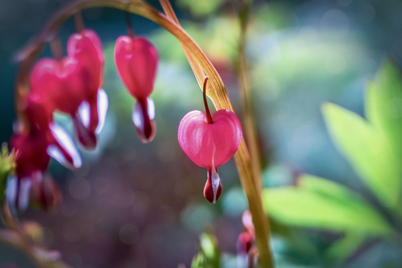 35mm F1.4 sample photo. Bleeding heart, blossom, bloom photography