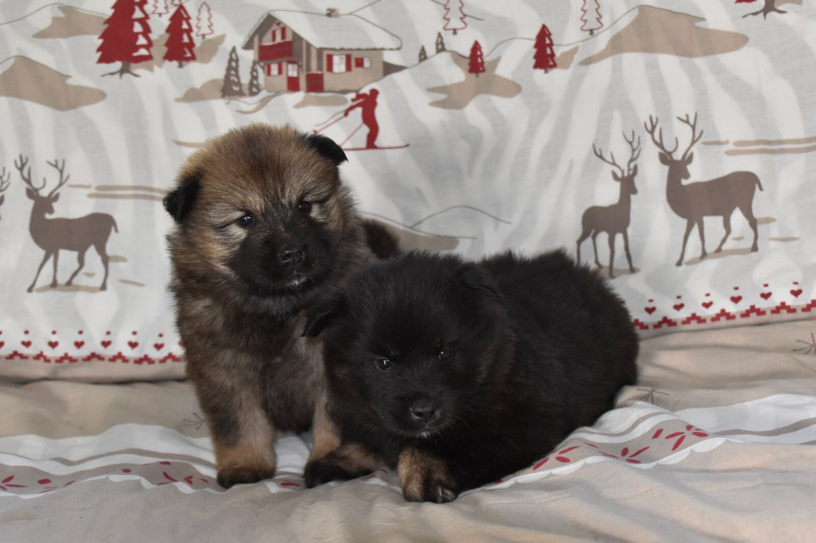 Nikon D5600 sample photo. Puppies, eurasier puppy, pup photography