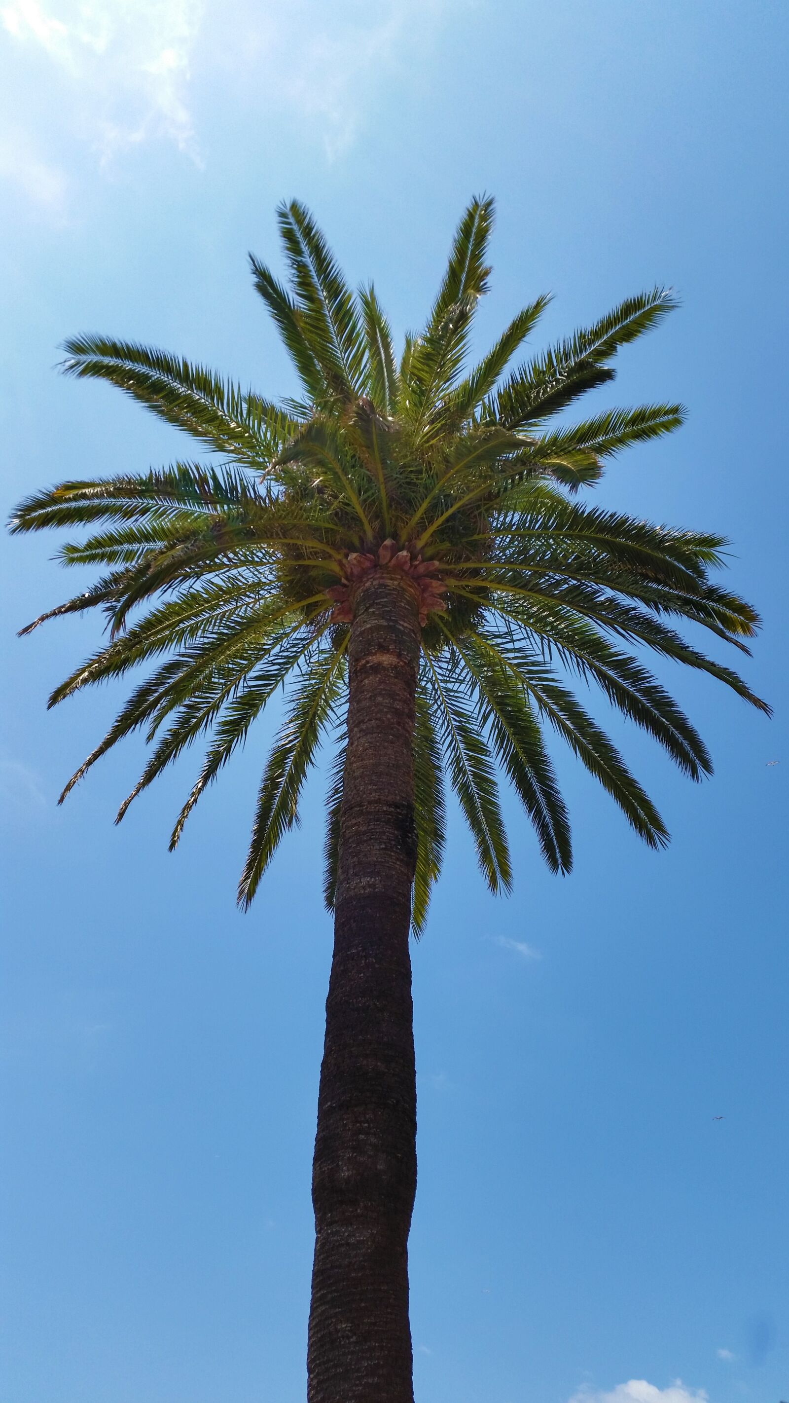 Samsung Galaxy S5 sample photo. Palm, tree, sky photography