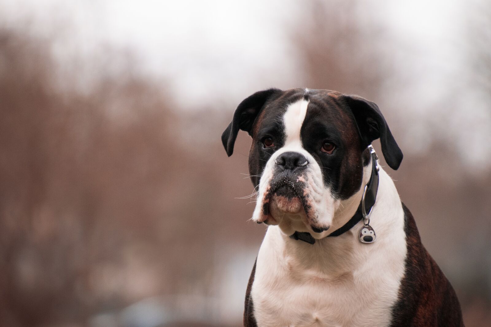 Nikon D3300 sample photo. Dog, portrait, animal photography