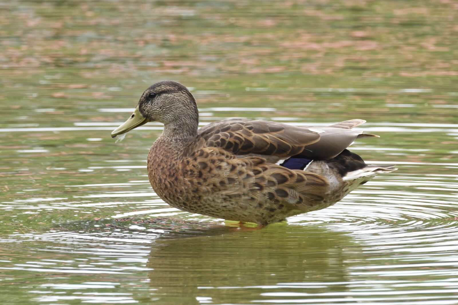 Nikon D5300 sample photo. The duck, bird, women photography