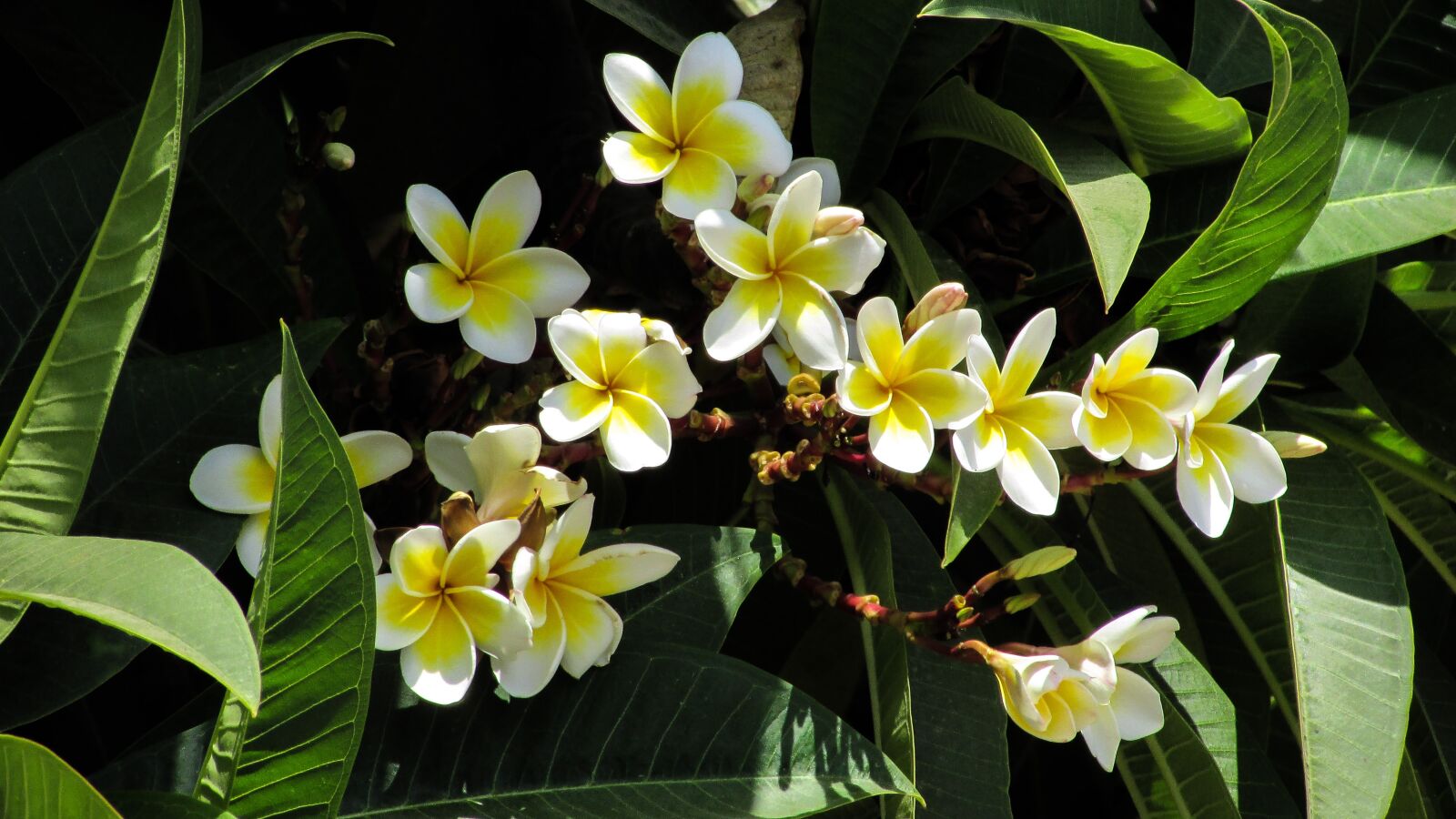 Canon PowerShot SX400 IS sample photo. Flowers, tree, nature photography