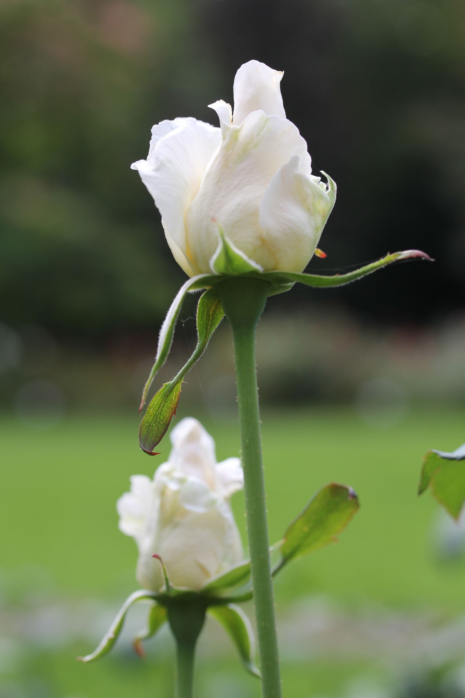 Canon EOS 60D sample photo. Rose, flower, white photography