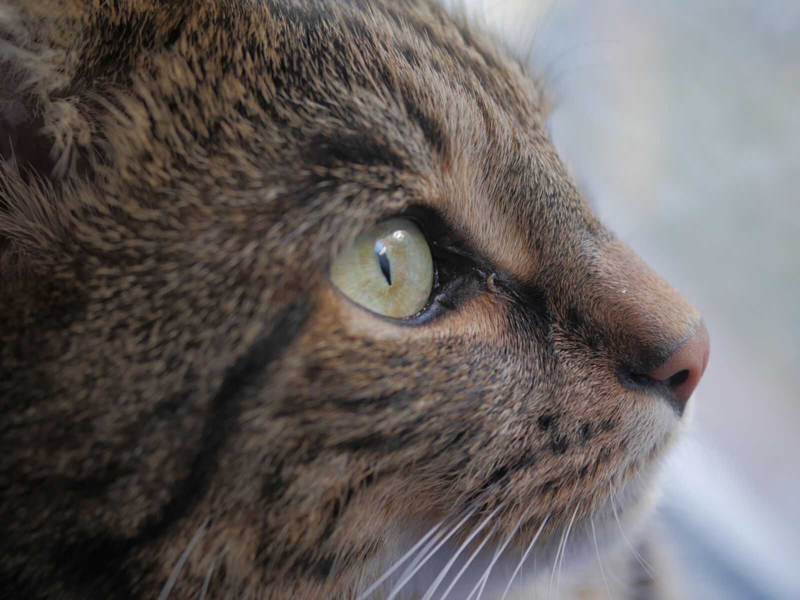 Panasonic DMC-G81 sample photo. Cat, kitten, animal photography