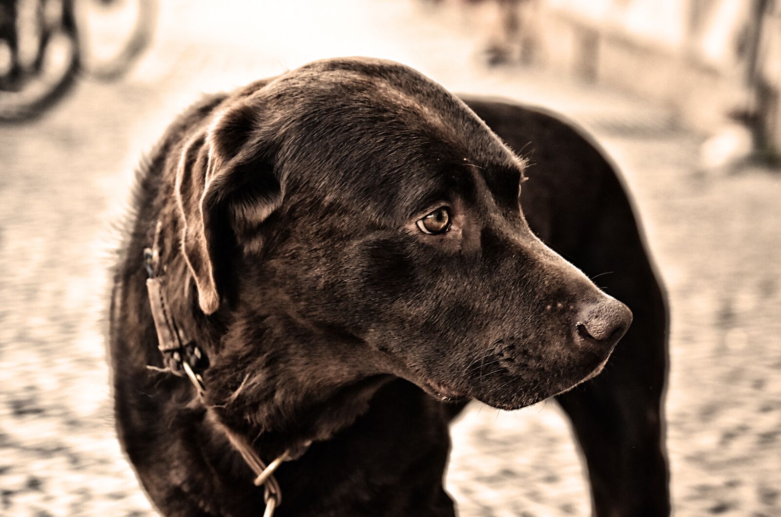 Nikon D7200 sample photo. Dog, pet, faithful look photography