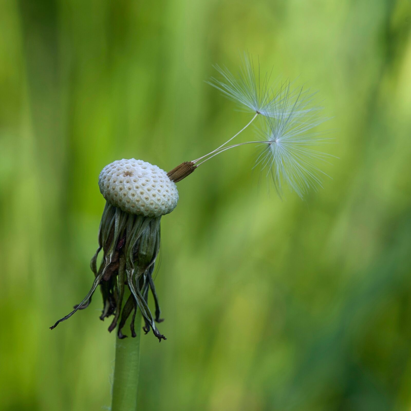 Nikon Nikkor Z 85mm F1.8 S sample photo. Dandelion, seeds, close up photography