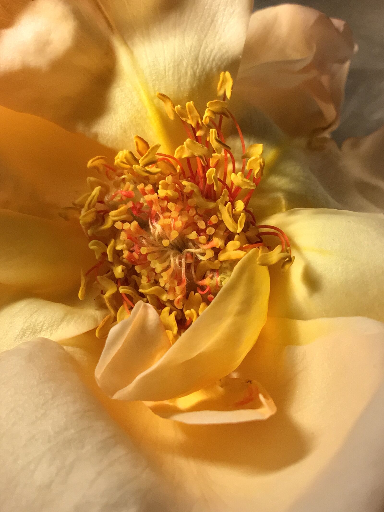 Apple iPhone 6s Plus sample photo. Pistils, delicate, petals photography