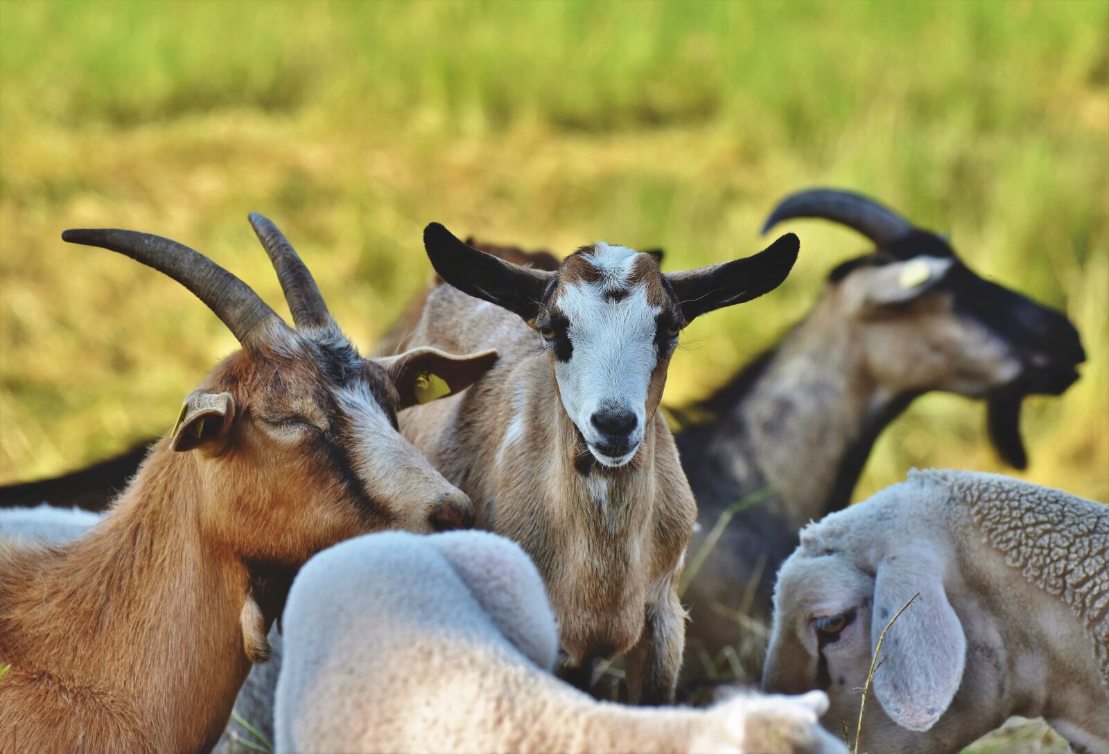 Nikon D7200 sample photo. Goat, goats, flock photography