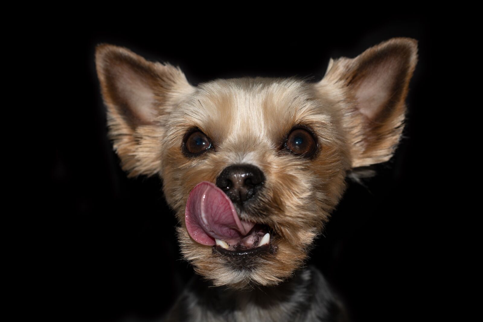Nikon D7100 sample photo. Dog, animal, pet photography
