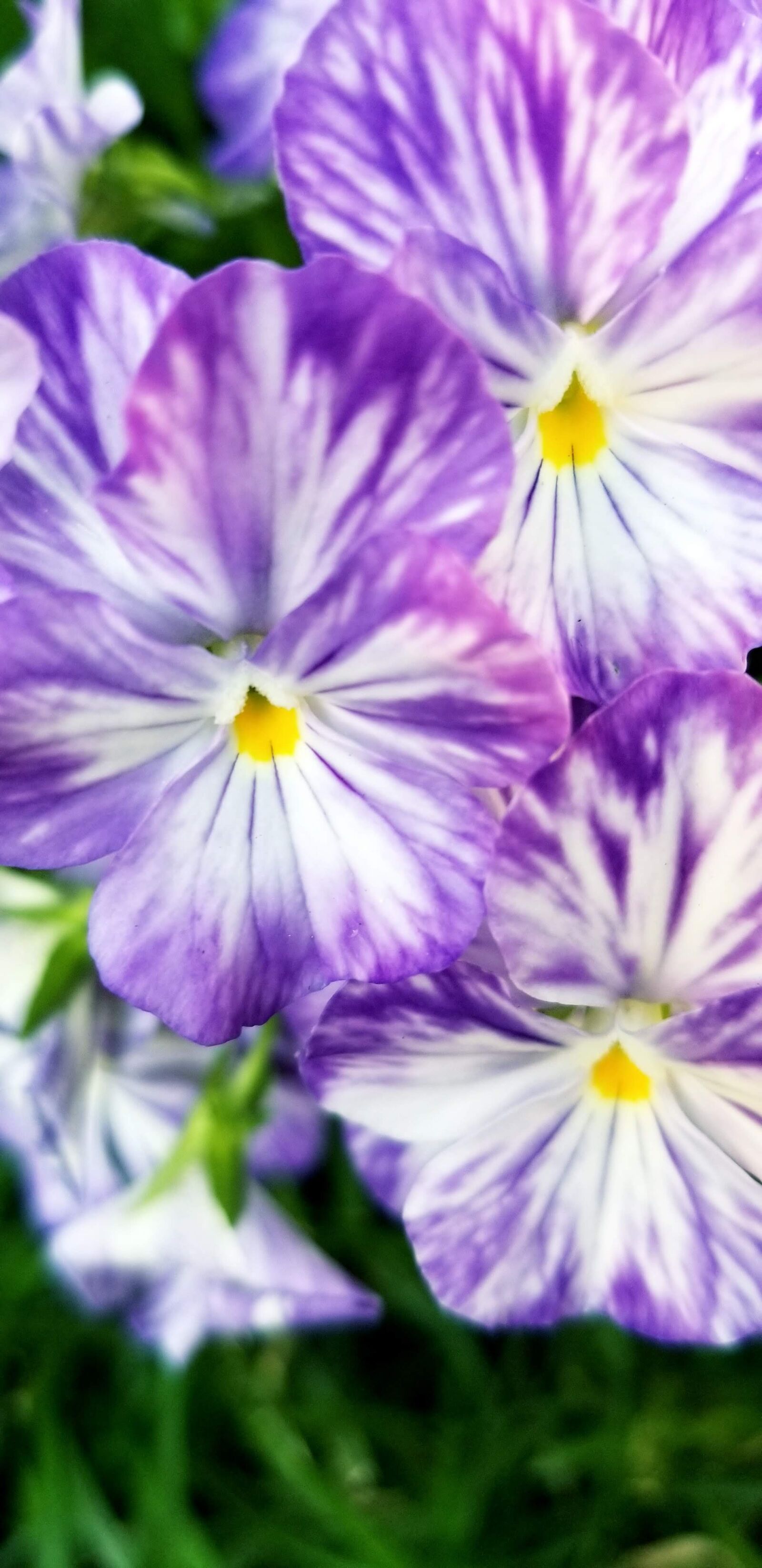 Samsung Galaxy S8 sample photo. Flowers, garden, summer photography