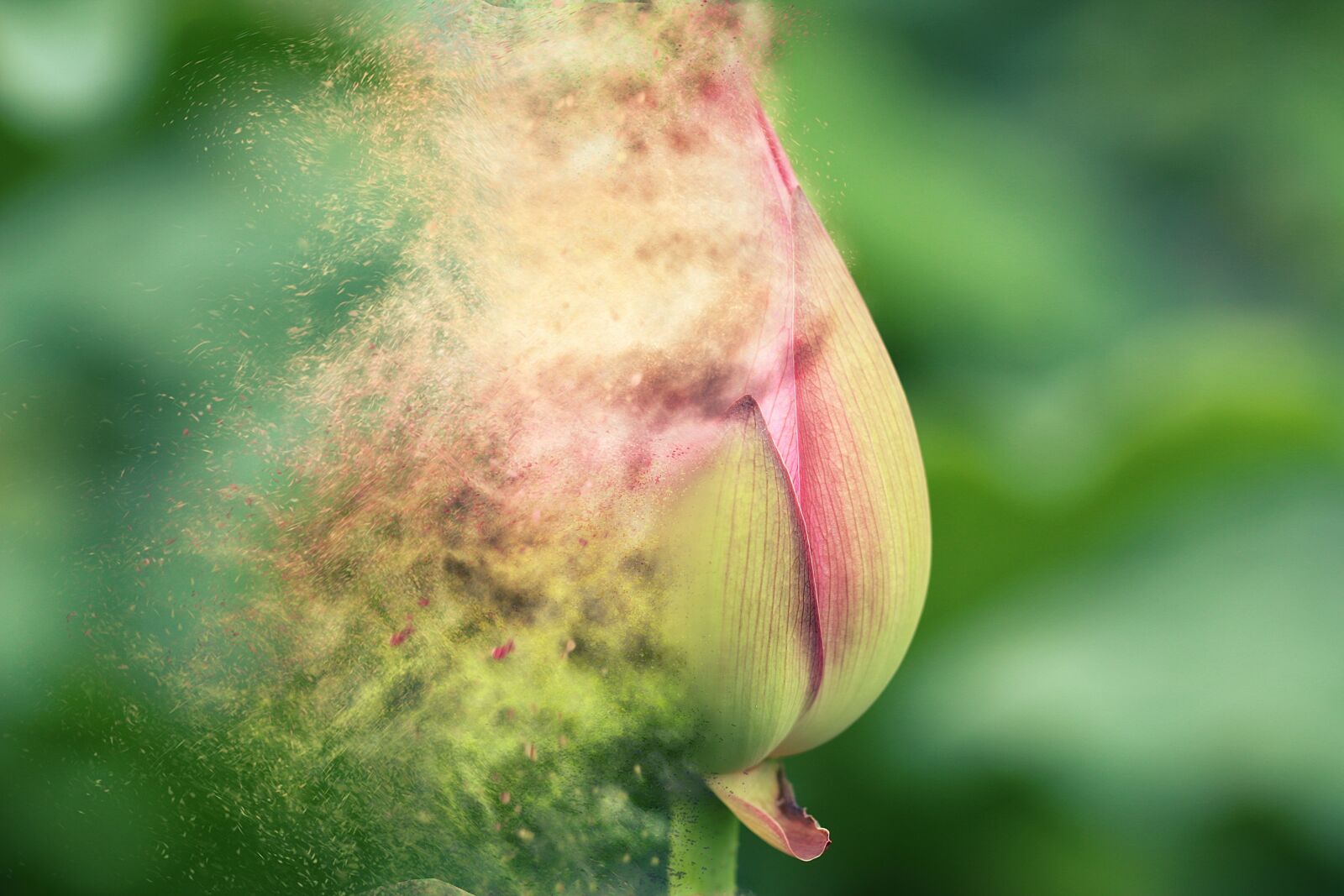 Canon EF 100mm F2.8L Macro IS USM sample photo. Nature, flora, flower photography