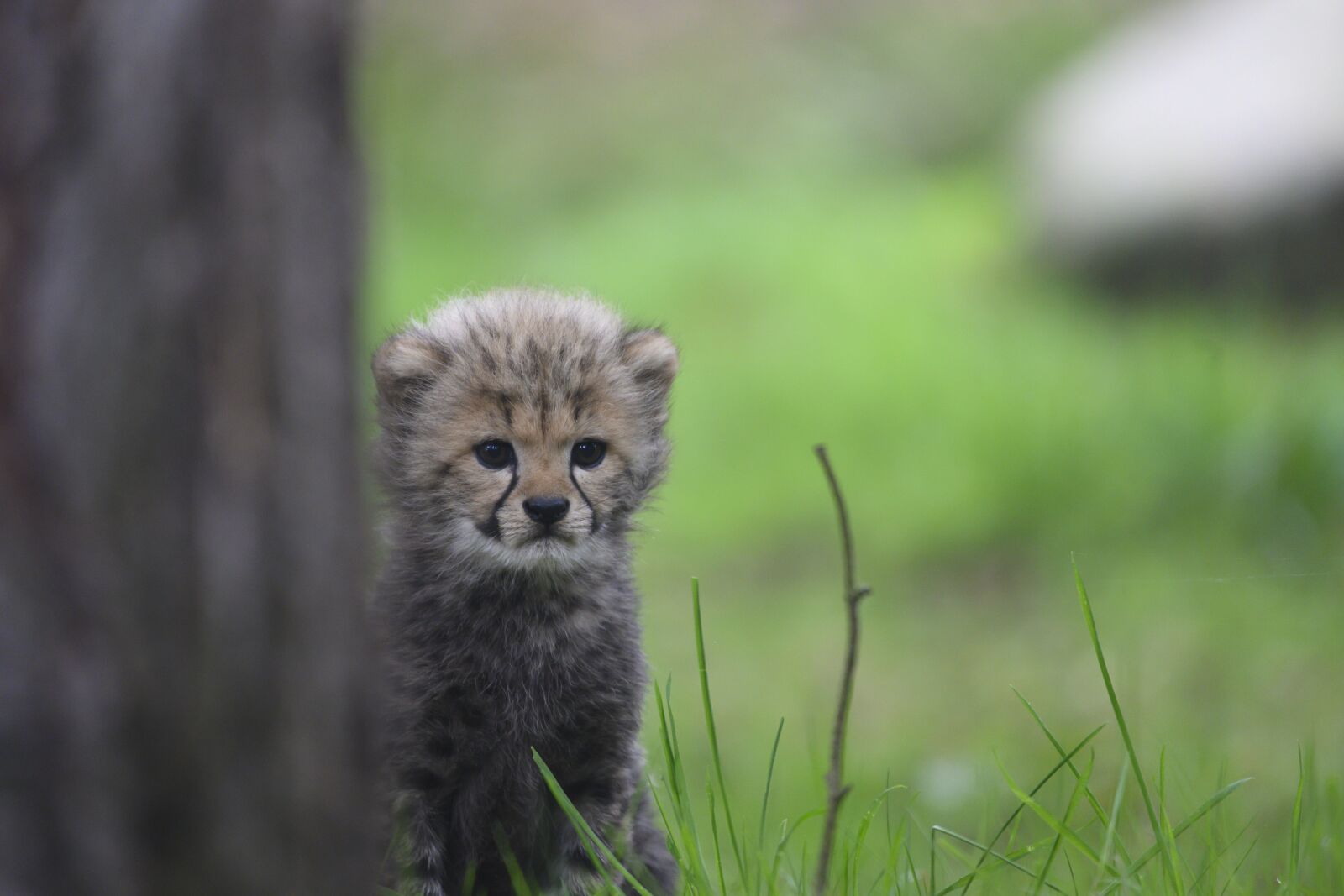 Nikon Z7 sample photo. Cheetah, cub, park photography