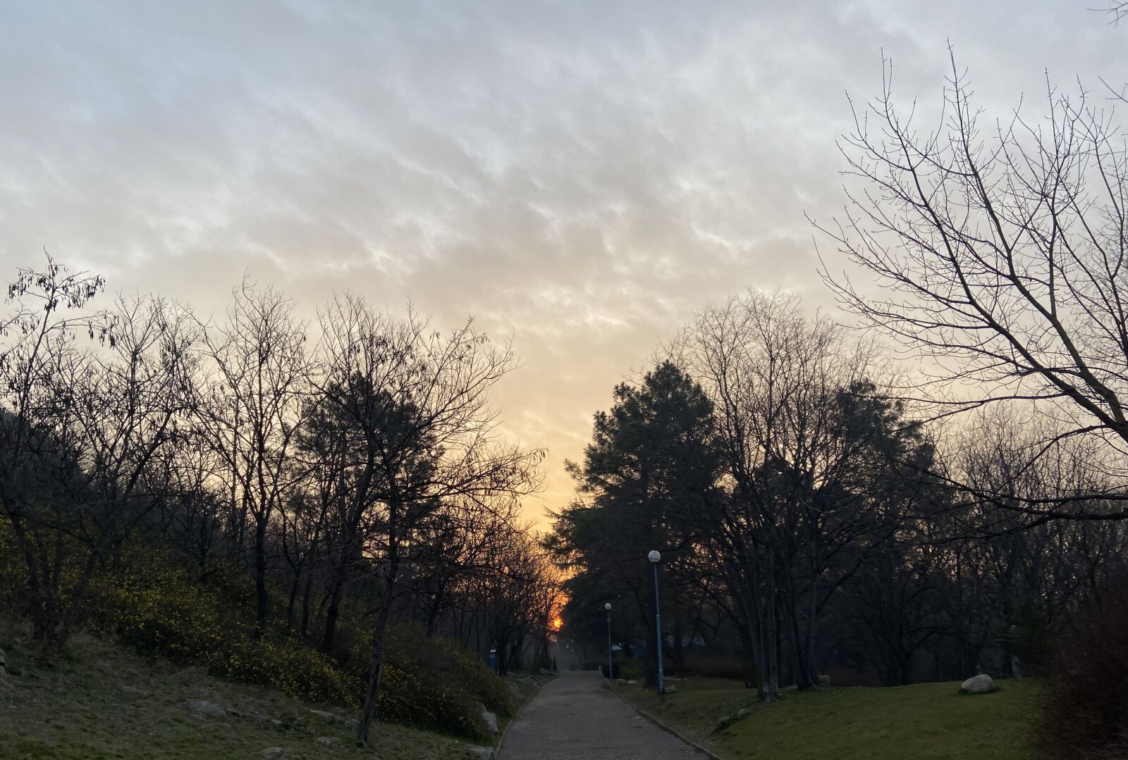 Apple iPhone 11 sample photo. Trees, park, sunrise photography