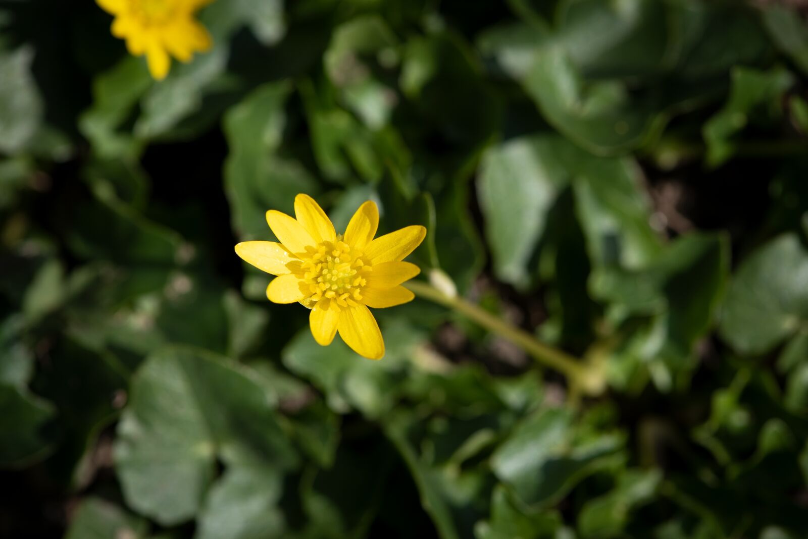 Nikon D750 sample photo. Celandine, blossom, bloom photography