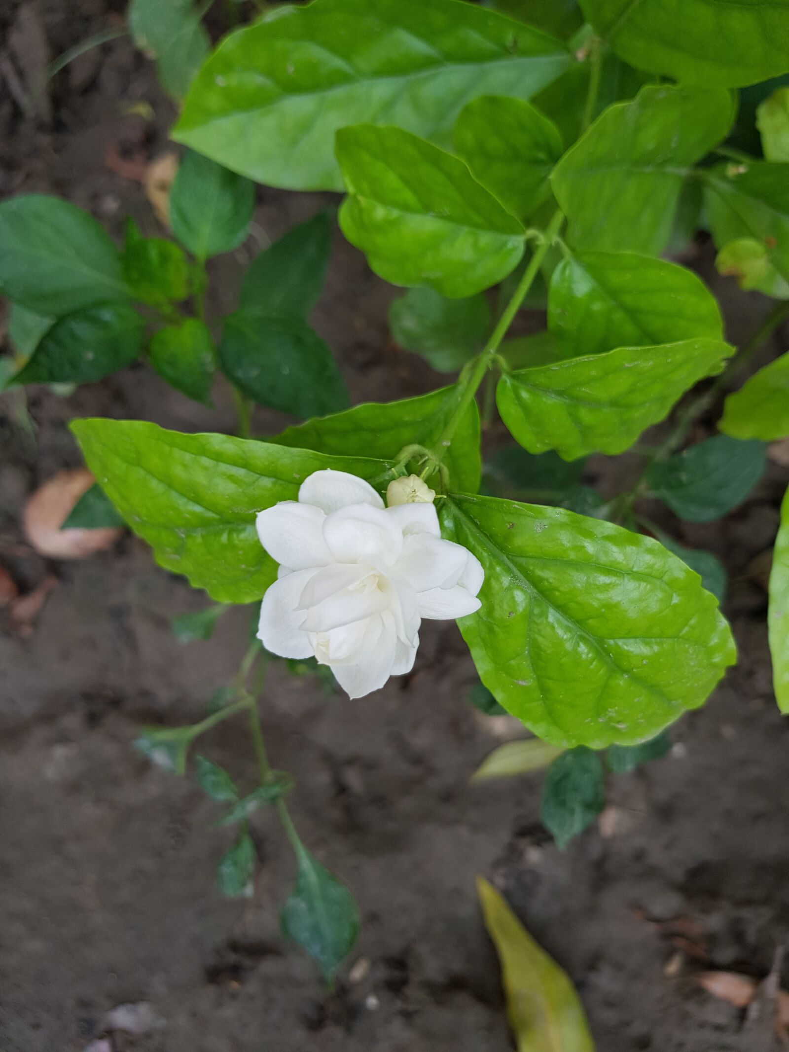 Samsung Galaxy S8 sample photo. P, o, alphabet photography