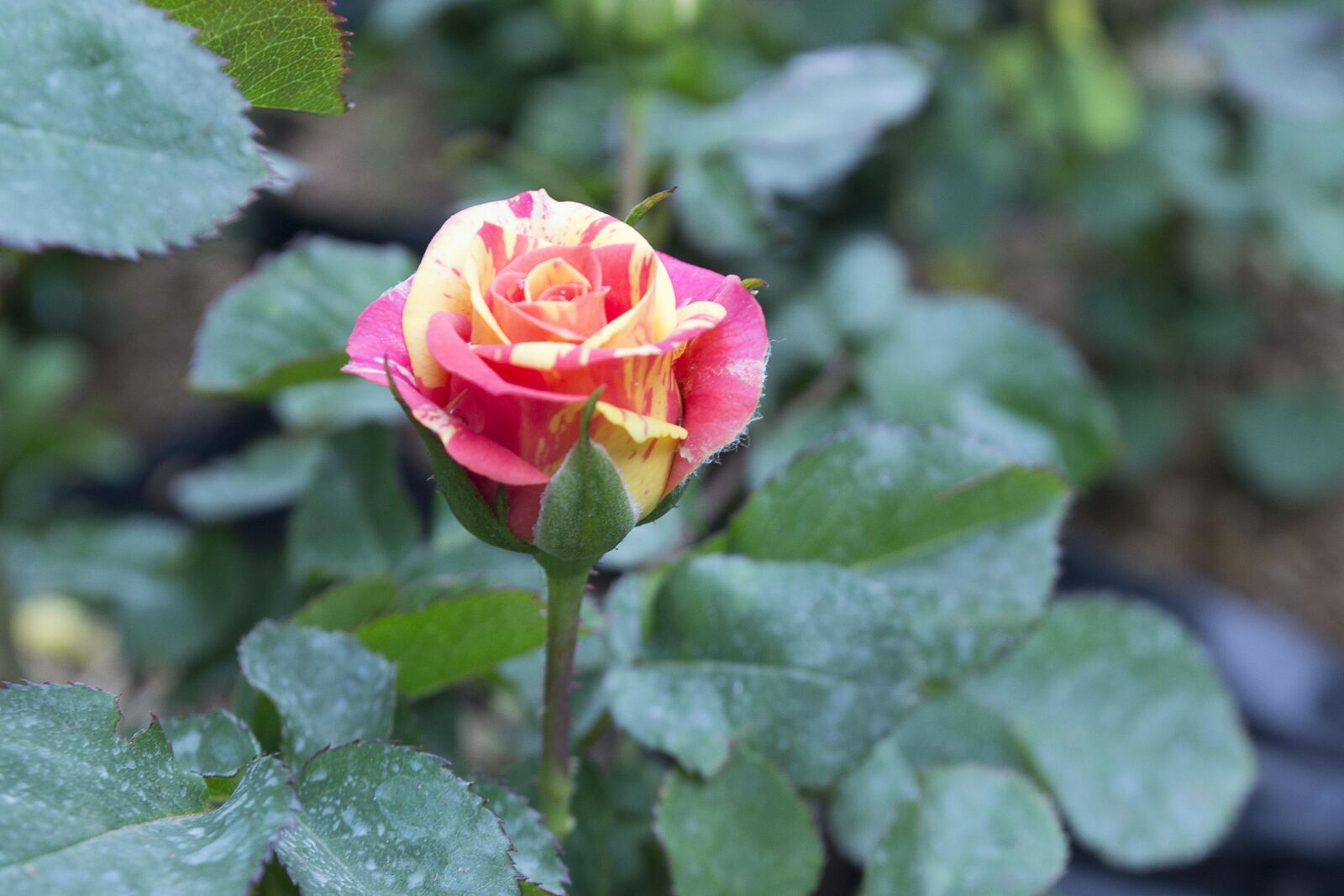 Nikon D3100 sample photo. Floral, rose, beuty photography
