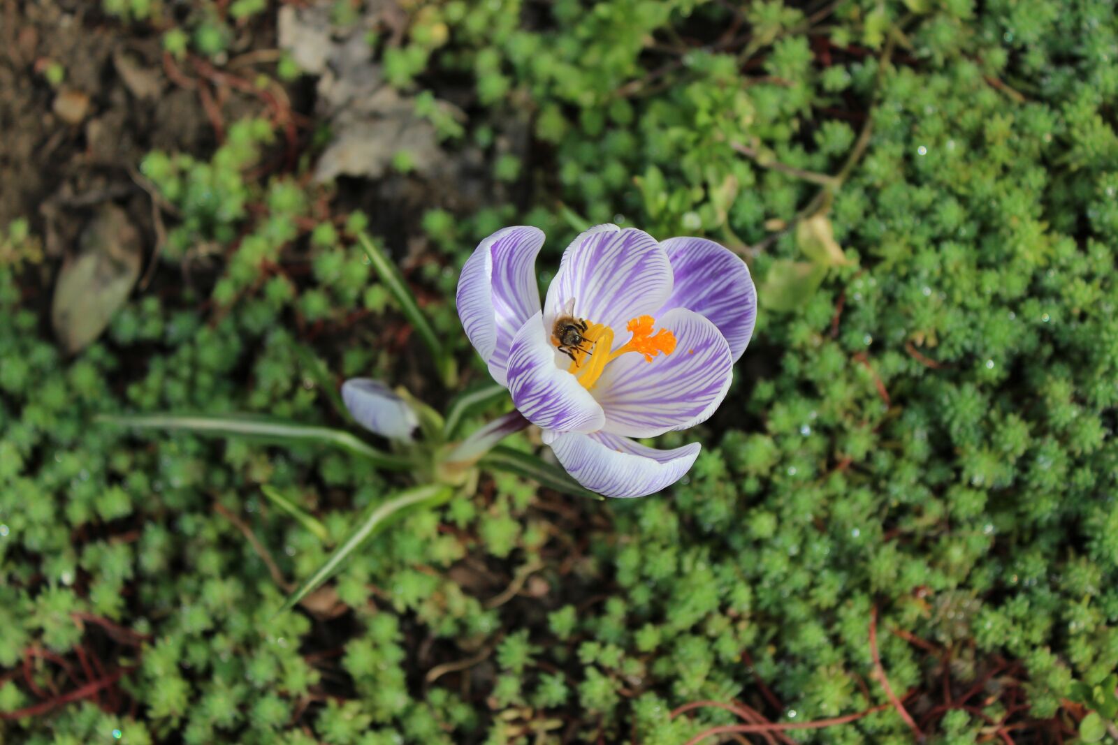 Canon EOS 600D (Rebel EOS T3i / EOS Kiss X5) sample photo. Spring, flower, crocus photography