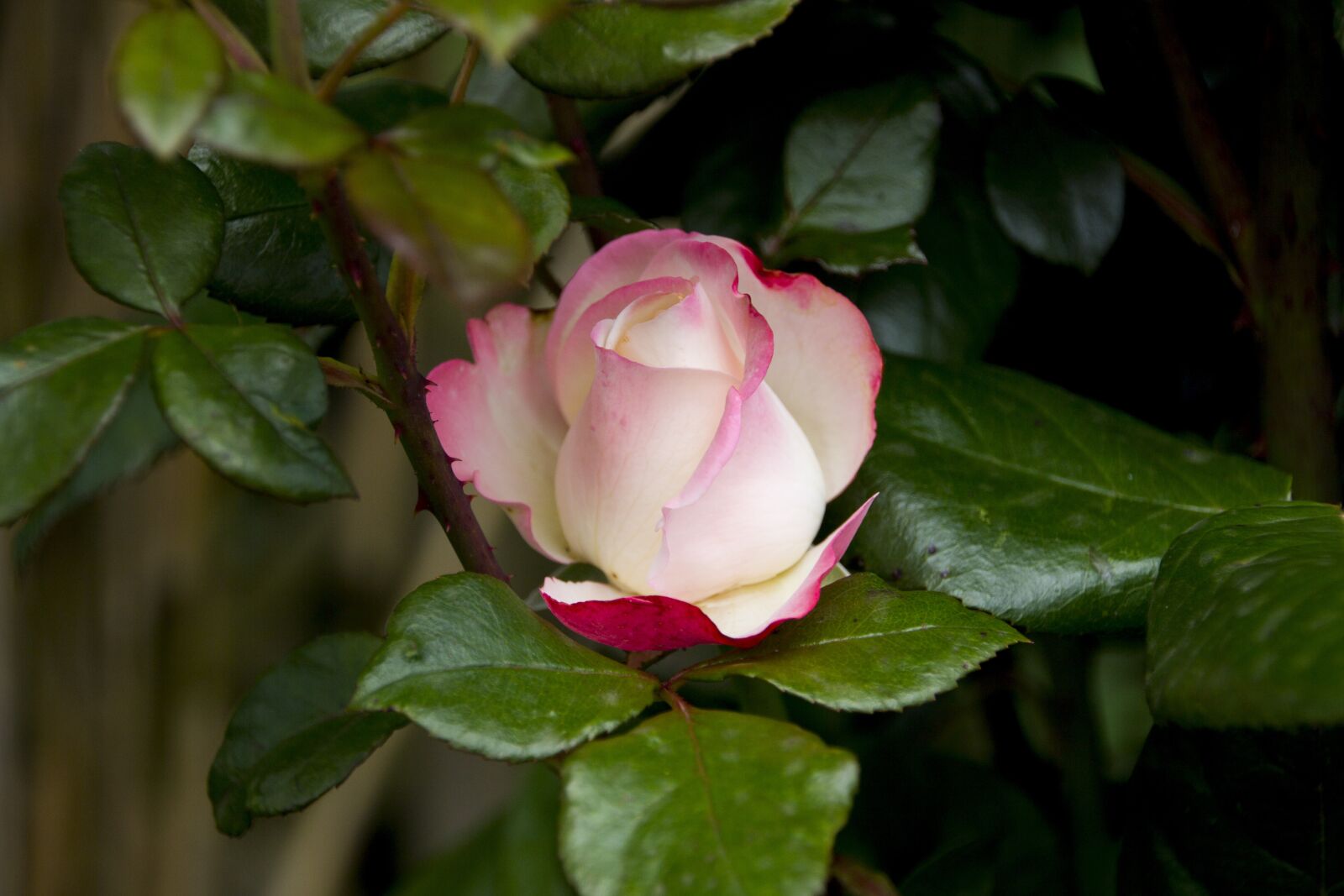 Canon EOS 60D sample photo. Rose, flower, blossom photography