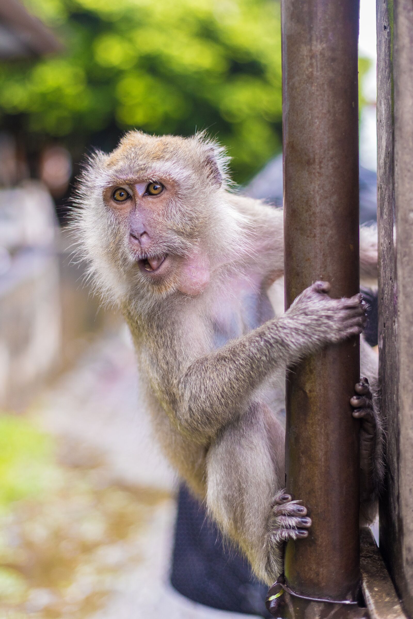 Canon EOS 5D Mark IV sample photo. Macaque monkeys, ape, thailand photography