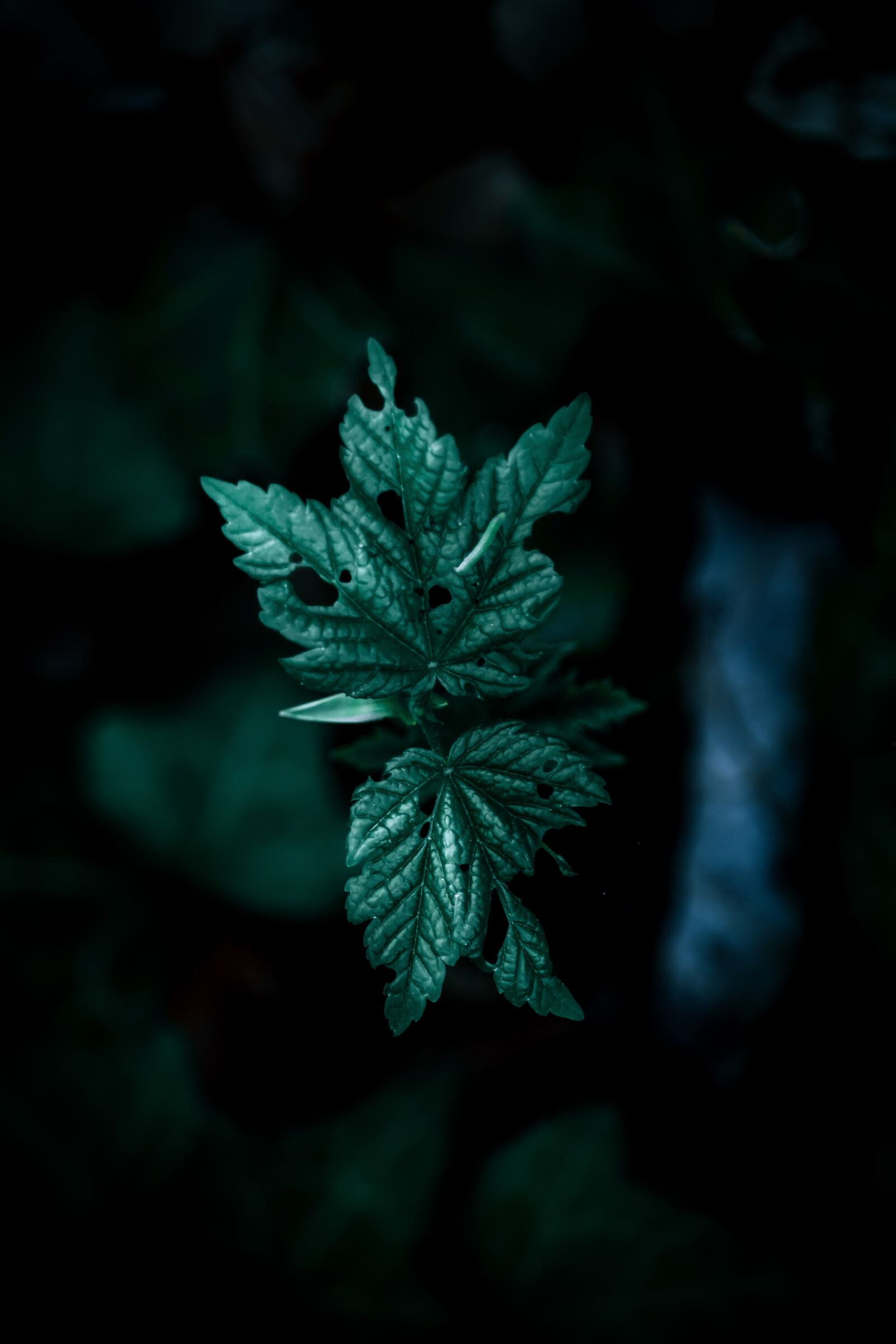Canon EF-S 55-250mm F4-5.6 IS STM sample photo. Nature, plants, green photography