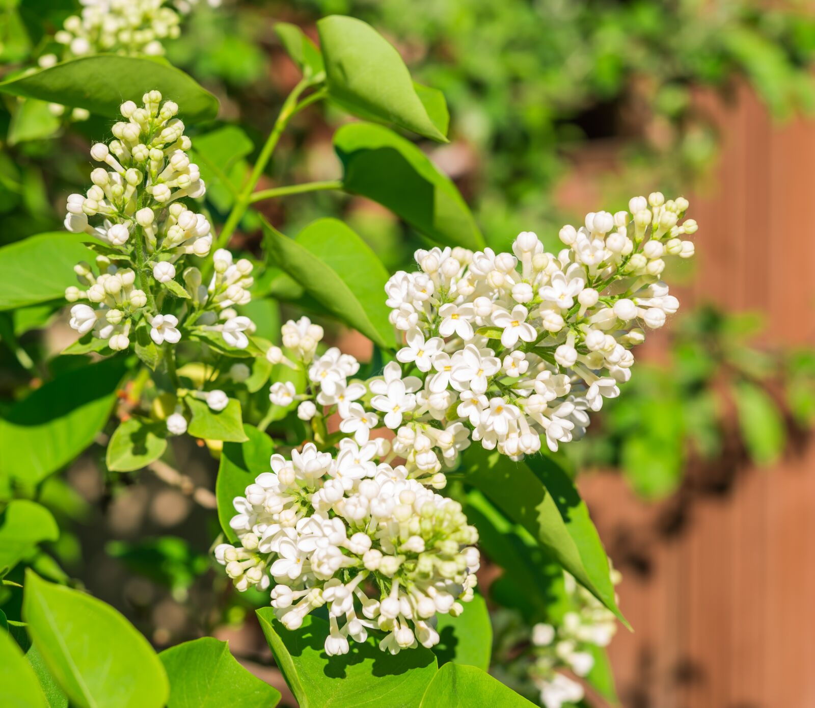 Nikon D600 sample photo. Lilac, flowers, spring photography
