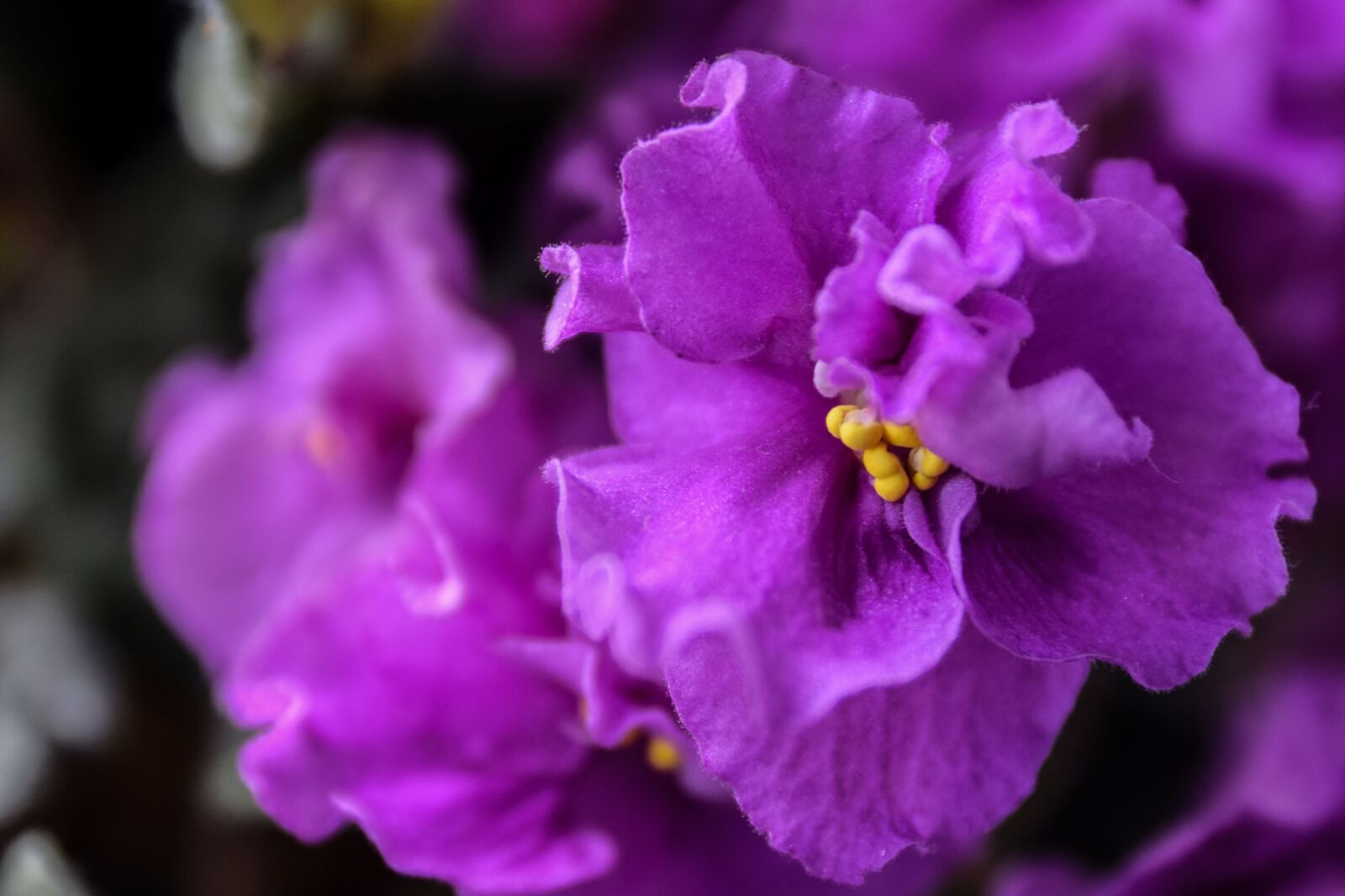 Nikon D5300 sample photo. Room flower, fialka room photography