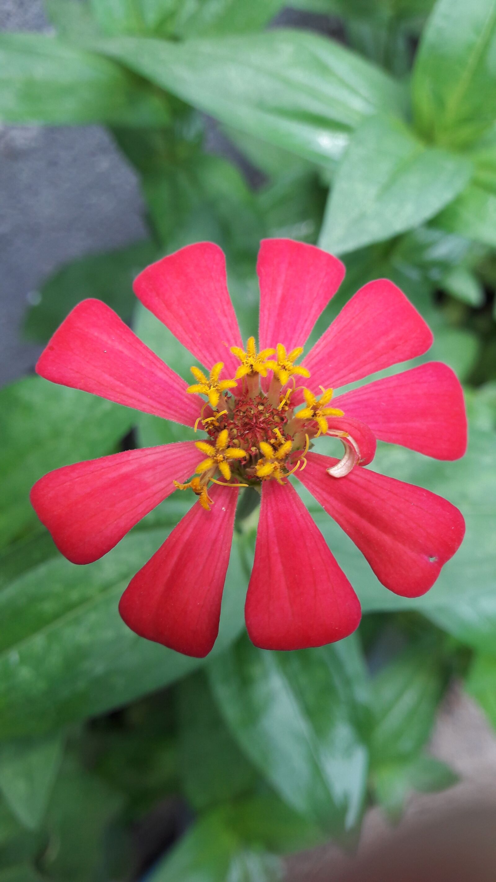 Samsung Galaxy J7 sample photo. Flowers, red, autumn leaves photography