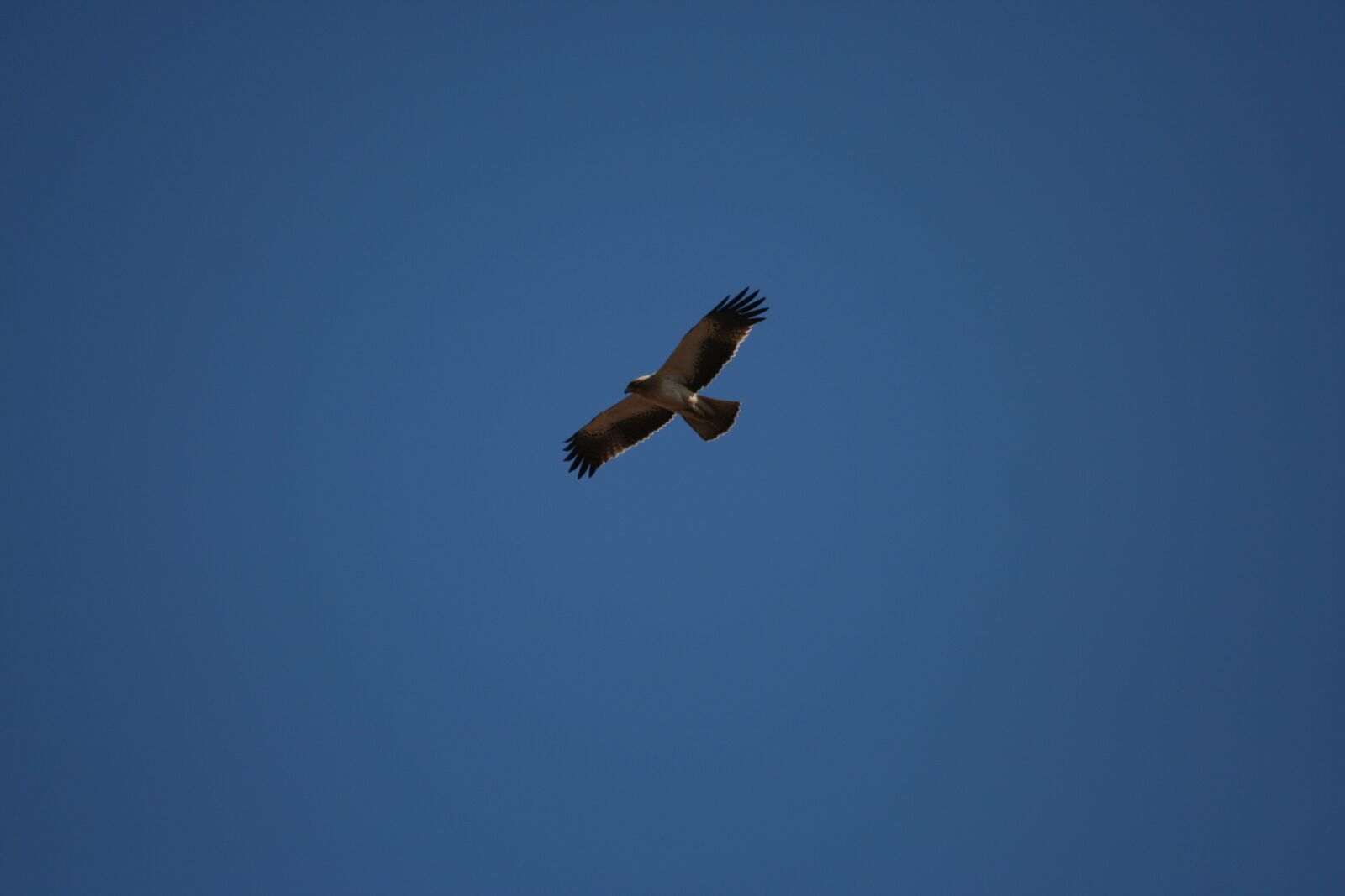 Canon EOS 350D (EOS Digital Rebel XT / EOS Kiss Digital N) sample photo. Raptor, flight, sky photography