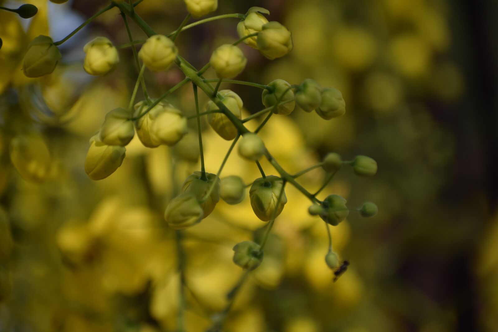 Nikon D3300 sample photo. Flower, buds, yellow photography