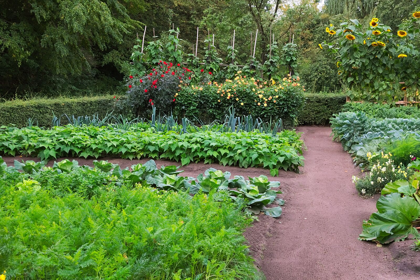 Nikon D3300 sample photo. Vegetable garden, rural, nutrition photography