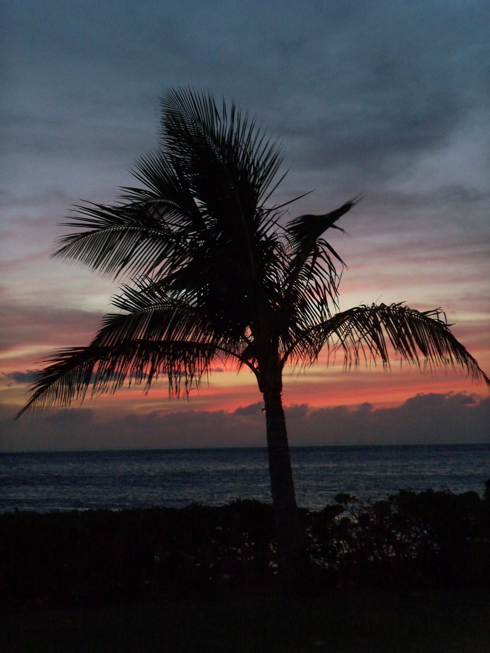 Kodak EASYSHARE C190 DIGITAL CAMERA sample photo. Palm tree, night, sky photography