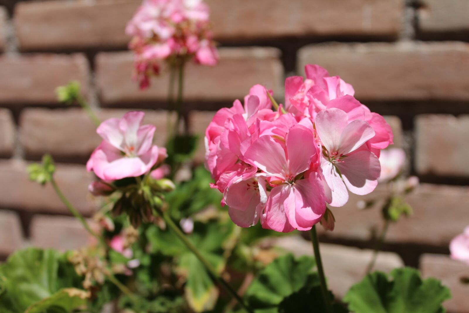 Canon EOS 1200D (EOS Rebel T5 / EOS Kiss X70 / EOS Hi) sample photo. Flower, rosa, nature photography