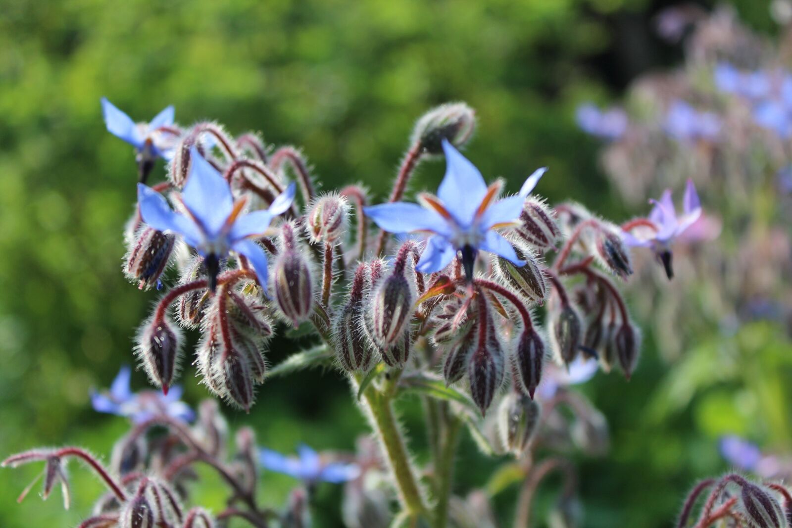 Canon EOS 600D (Rebel EOS T3i / EOS Kiss X5) sample photo. Borage, garden, nature photography