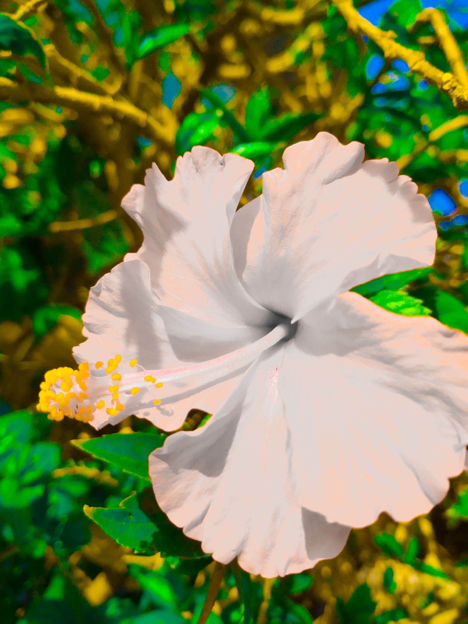 Xiaomi Mi A2 sample photo. Flower, garden, green photography