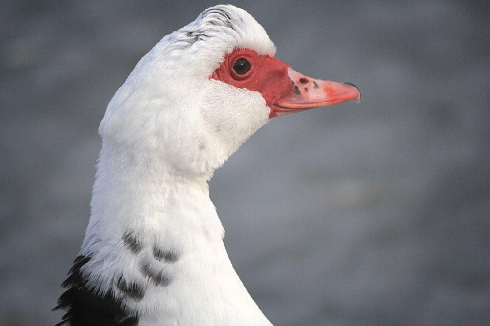 Canon EOS 60D sample photo. Duck, waterfowl, hair photography