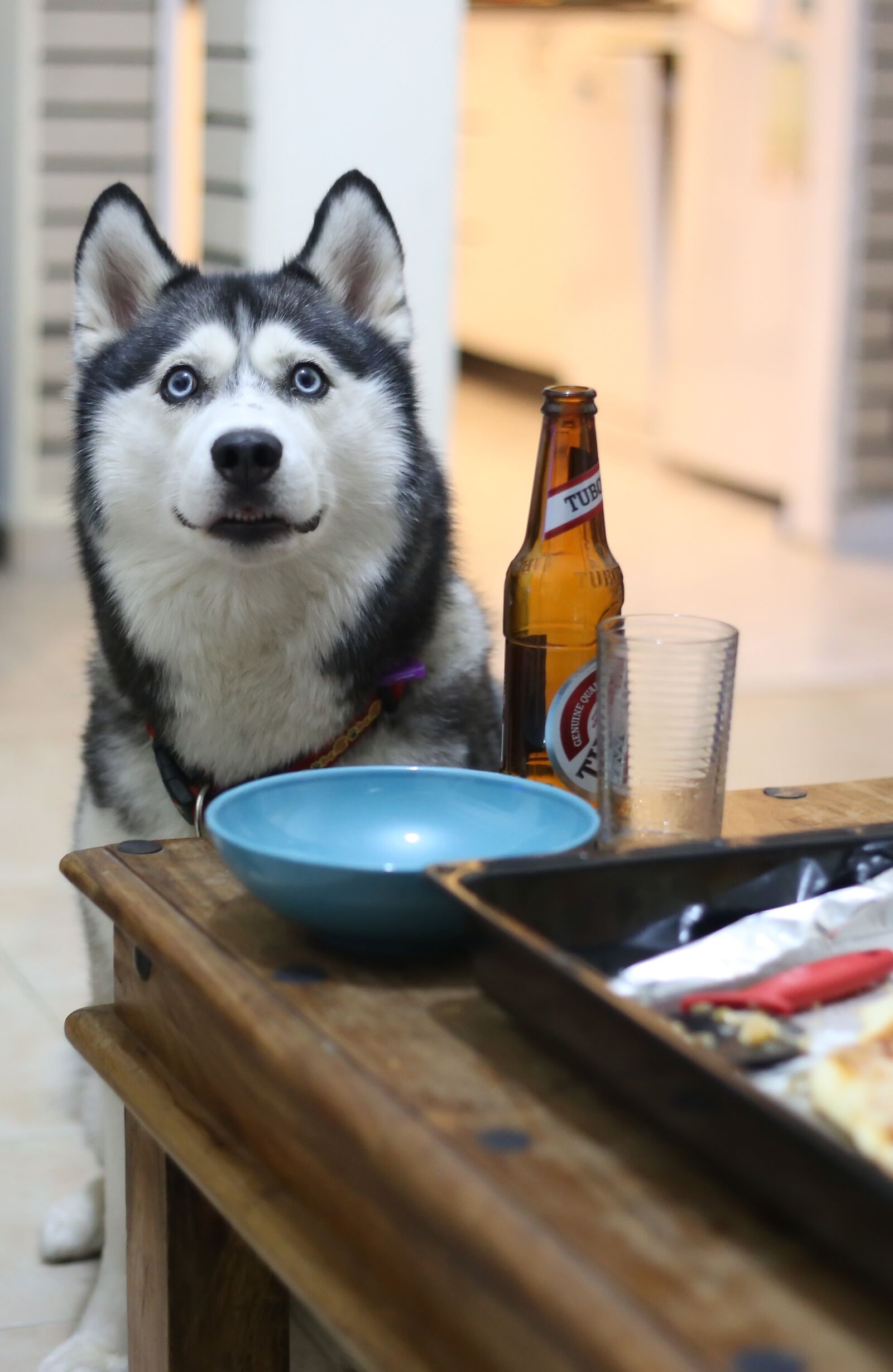 Canon EF 50mm F1.8 II sample photo. Husky, dog, pet photography