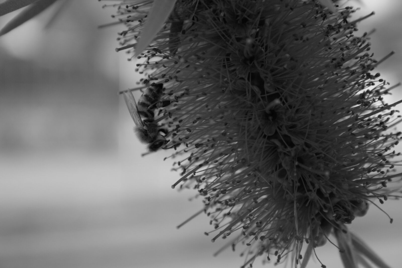 Canon EOS 400D (EOS Digital Rebel XTi / EOS Kiss Digital X) sample photo. Bee, black, and, white photography