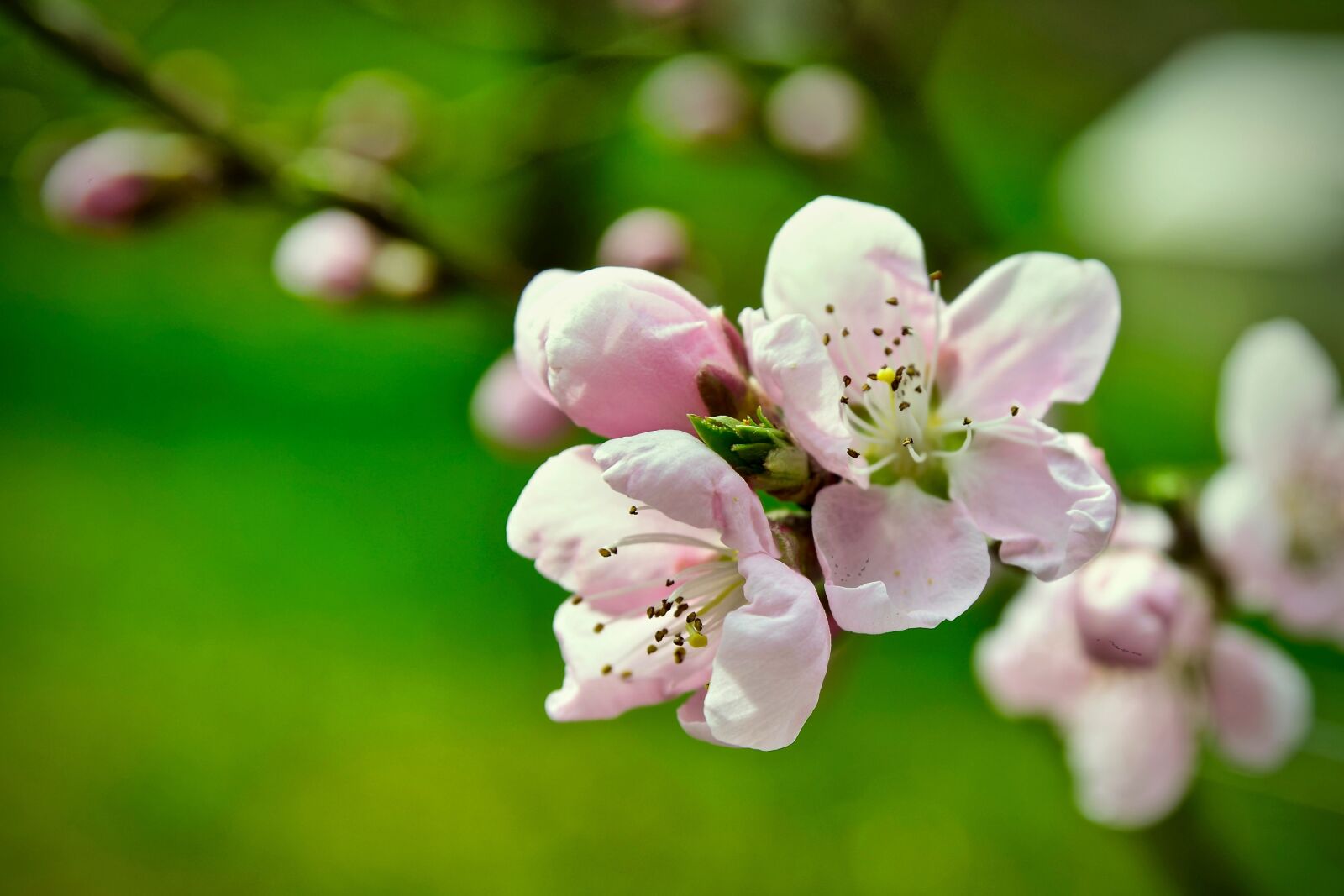 Nikon D5300 sample photo. Peach blossom, bleed, peach photography