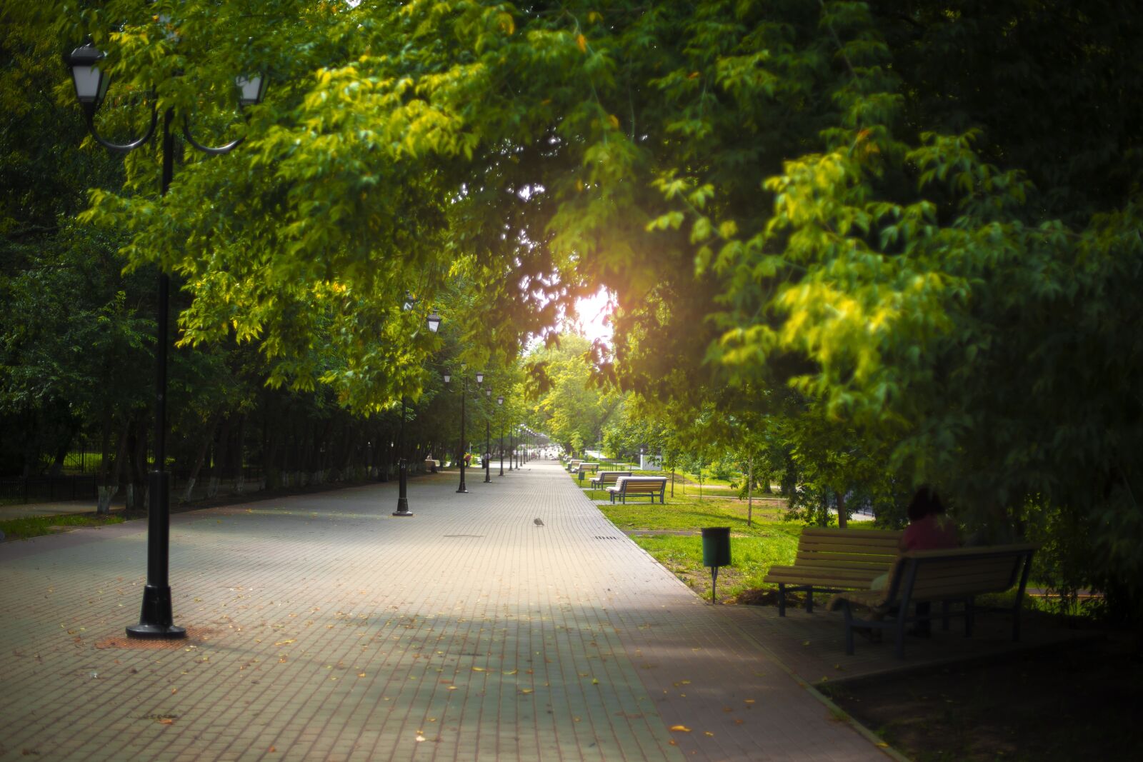 Canon EOS 6D + Canon EF 50mm F1.4 USM sample photo. Tree, road, nature photography