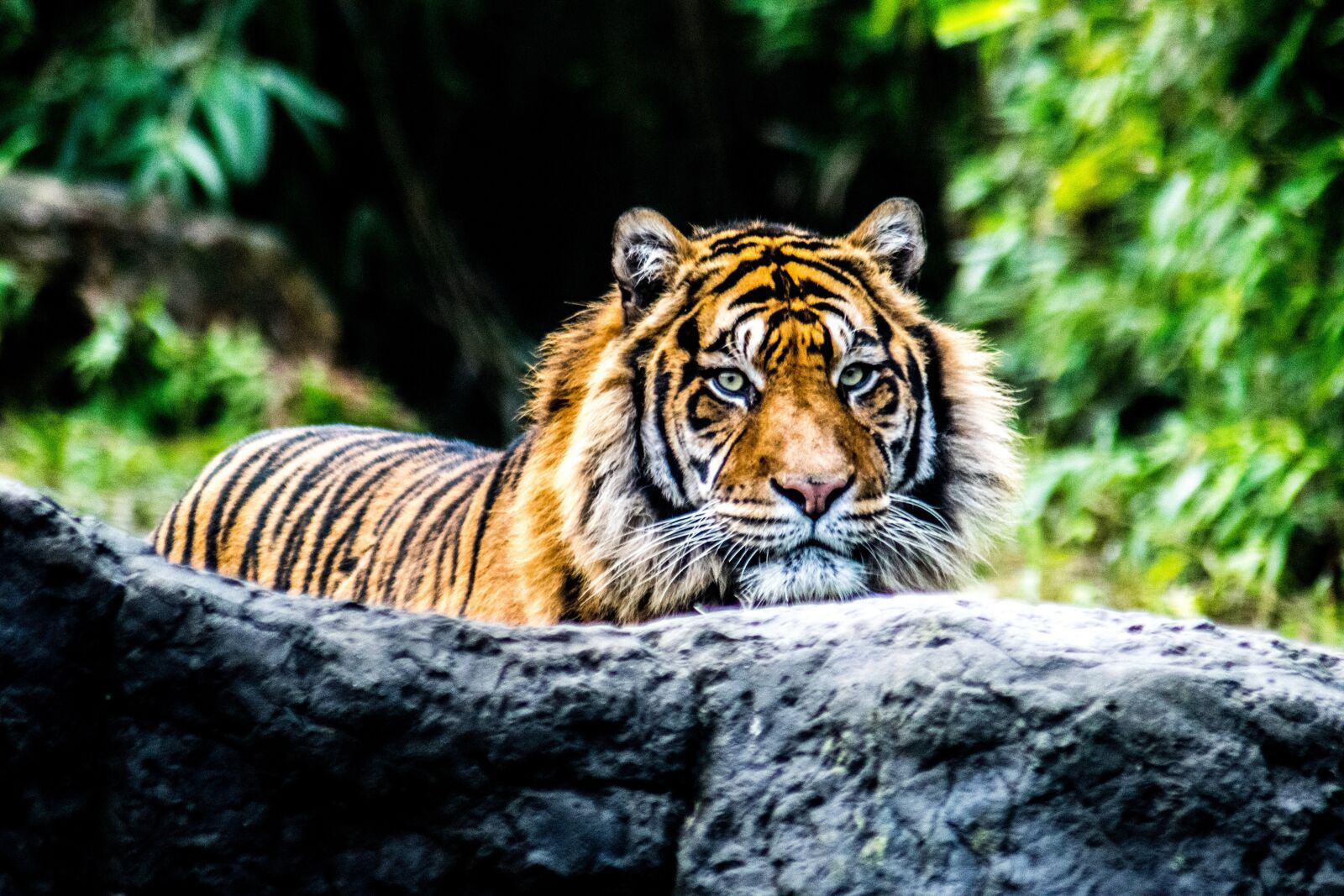 Nikon D3300 sample photo. Tiger, animal, nature photography