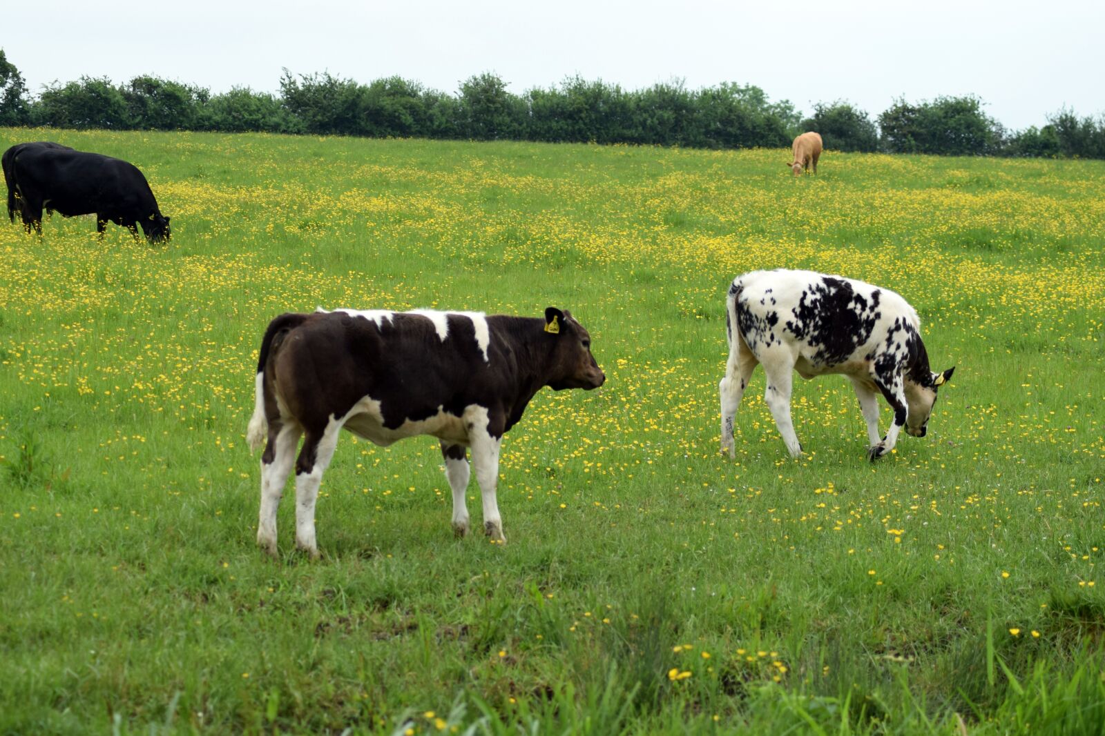 Nikon D5300 sample photo. Cow, farm, animal photography