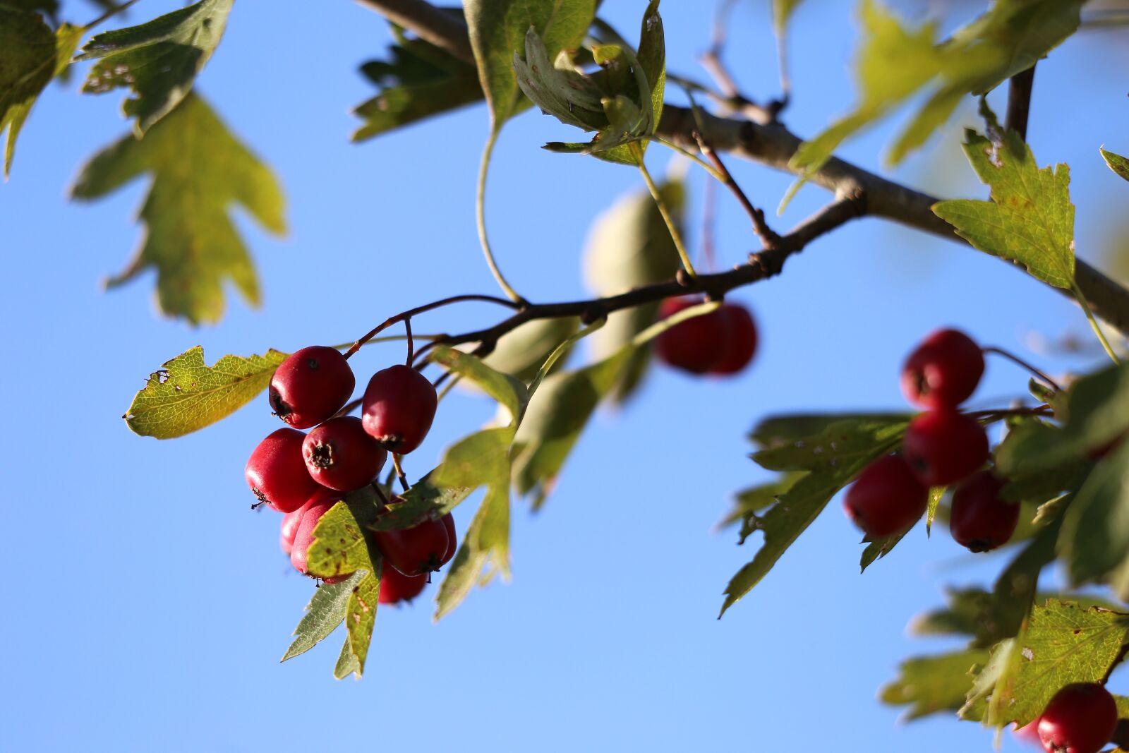 Canon EOS 6D sample photo. Hawthorn, red berries, leaves photography