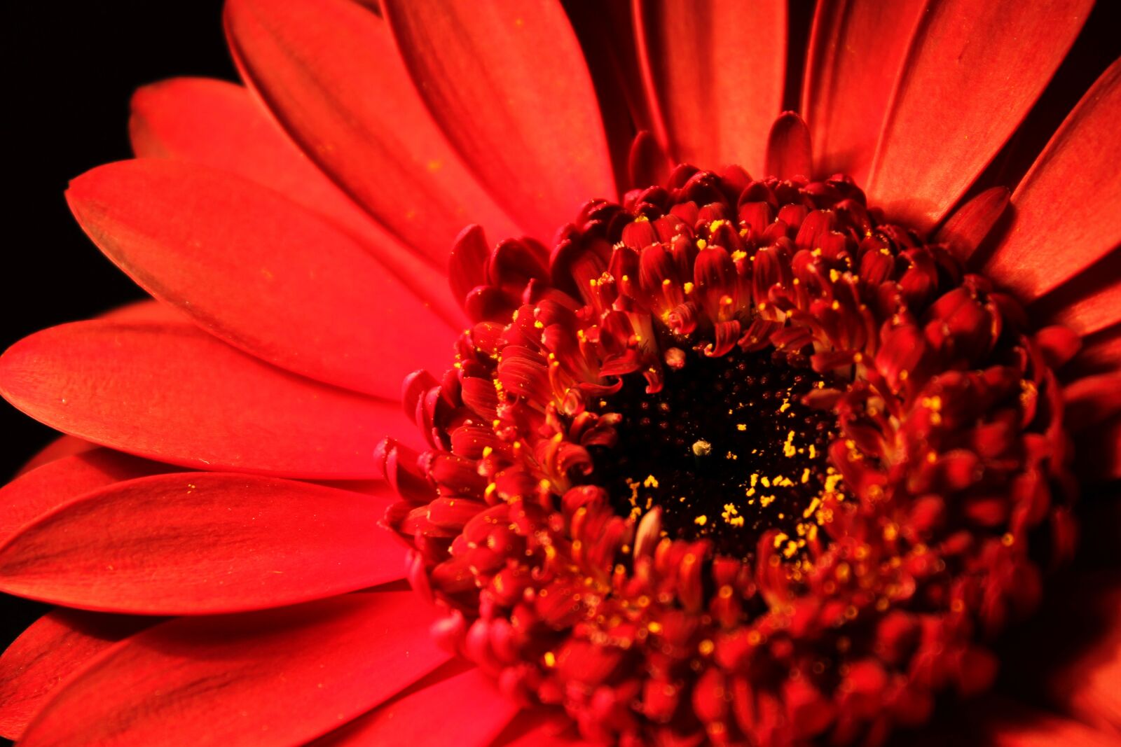Canon EOS 1100D (EOS Rebel T3 / EOS Kiss X50) sample photo. Gerbera, blossom, bloom photography