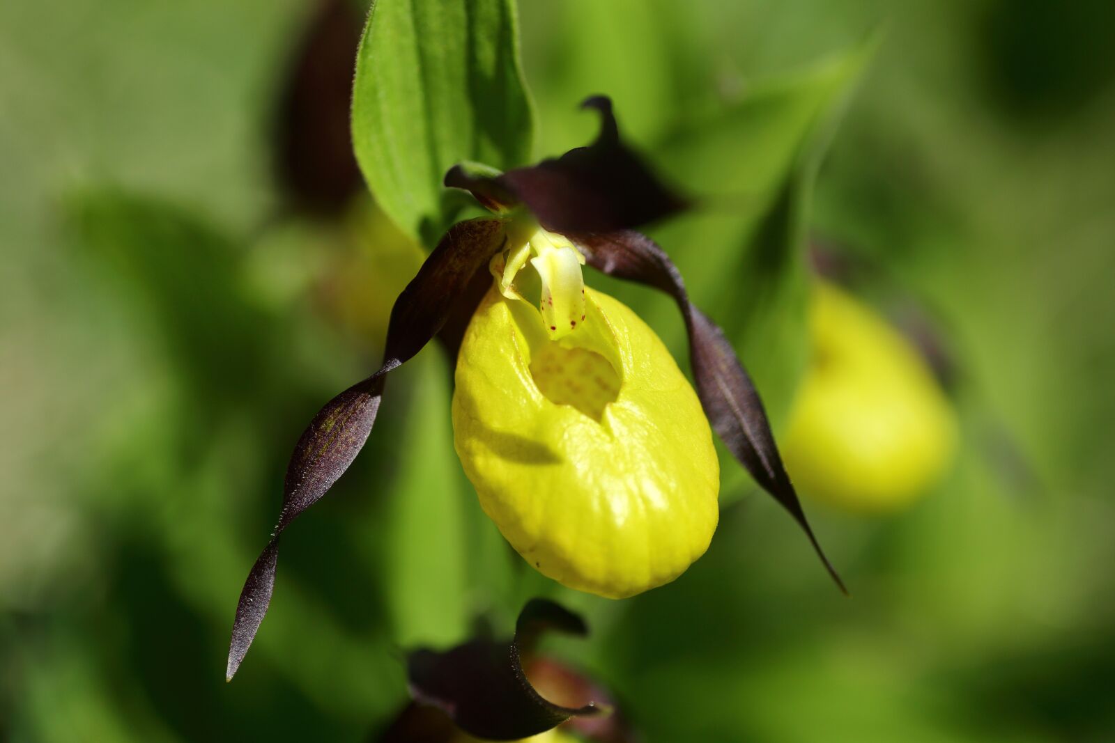 Canon EOS 5D Mark III sample photo. Flower, yellow, nature photography