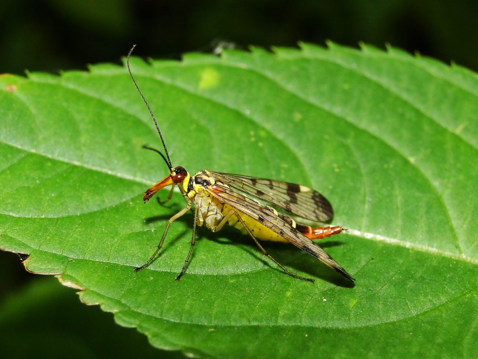 Sony Cyber-shot DSC-HX1 sample photo. Insect, nature, animals photography