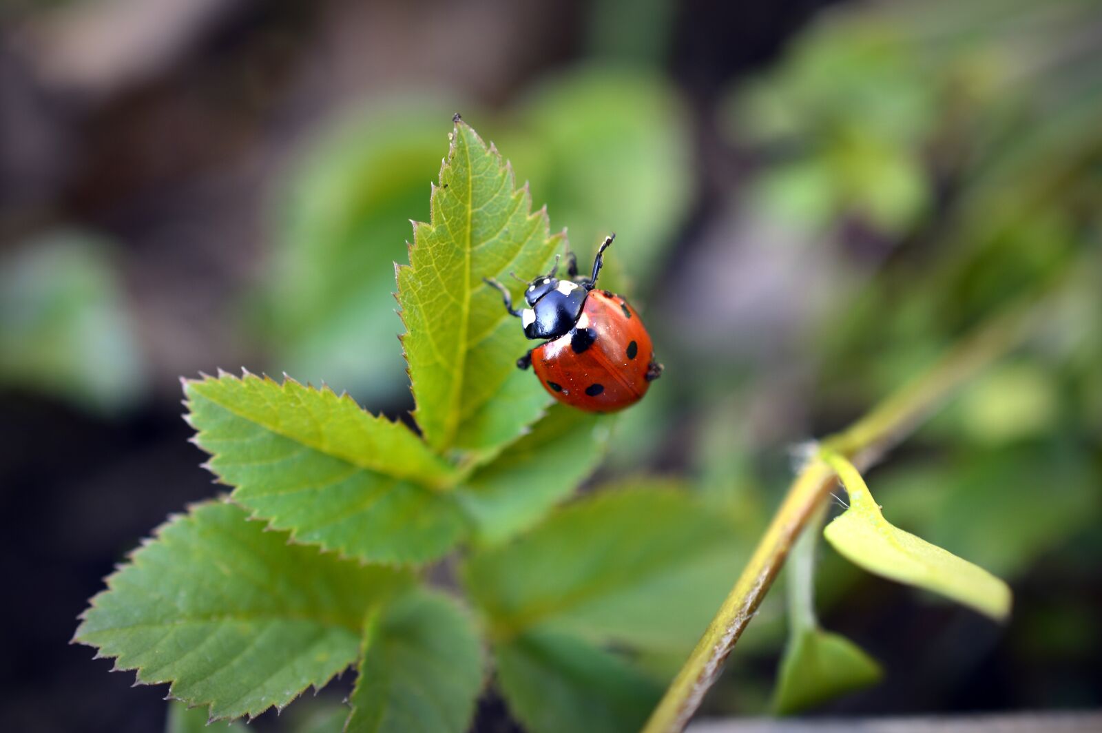 Nikon D3200 sample photo. Ladybug, beetle, insect photography