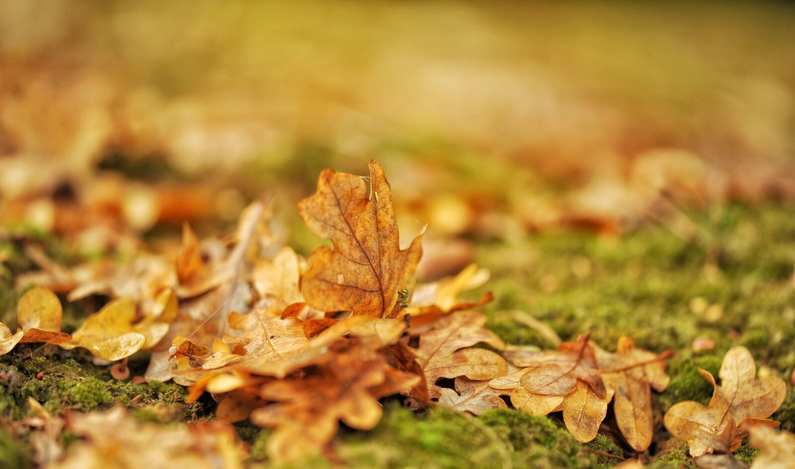 Nikon D3S sample photo. Autumn, leaf, nature photography